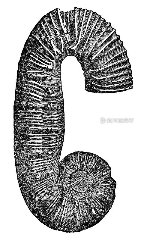 条纹蛇石菊石化石(Acrioceras Tabarelli) - 19世纪